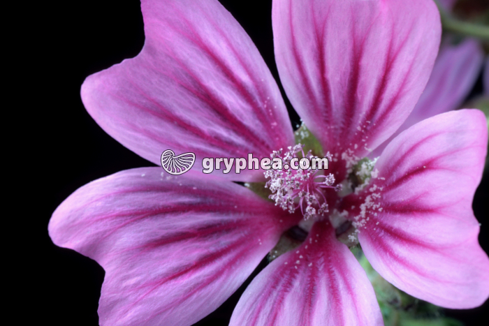 Mauve (Malva sylvestris) - fleur épanouie - gryphea.com